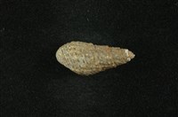 藏品(瘤蜷)的圖片